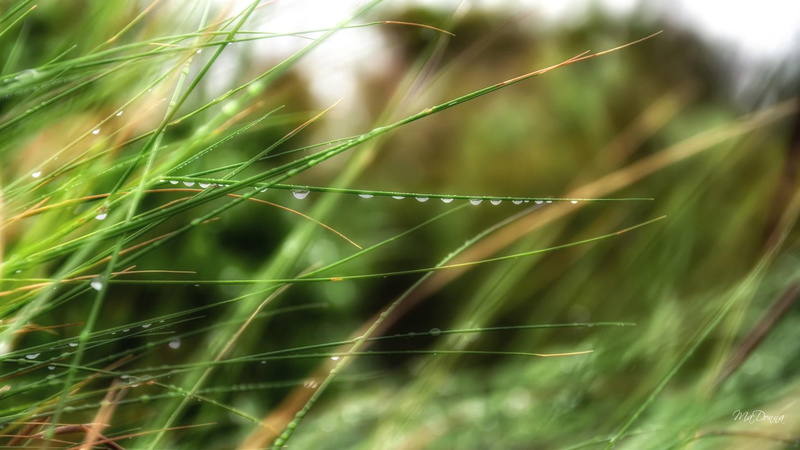 rain drops, green, fall, dew, field, dew drops, spring, summer, grass, damp, fresh, autumn, 1080P, lawn