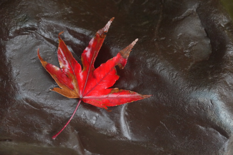 vulnerability, maple, red leaf, no people, fragility, japan, québec, tree leaf, backgrounds, textured, rock, red leaves, leaves, autumn leaves, momiji