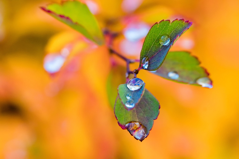 season, drop, water, raindrops, day, rain, blue, orange, liquid, fluid, colorful, branch, dye, drip, macro, tree, red, november, no people, droplet, plant part