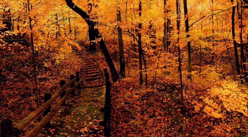 Autumn, Fall, Beautiful, leaf, Trees, tree, footpath, outdoors, change, tree trunk, yellow, Milwaukee, growth, Morning, track, Leaves, day, Mist, forest