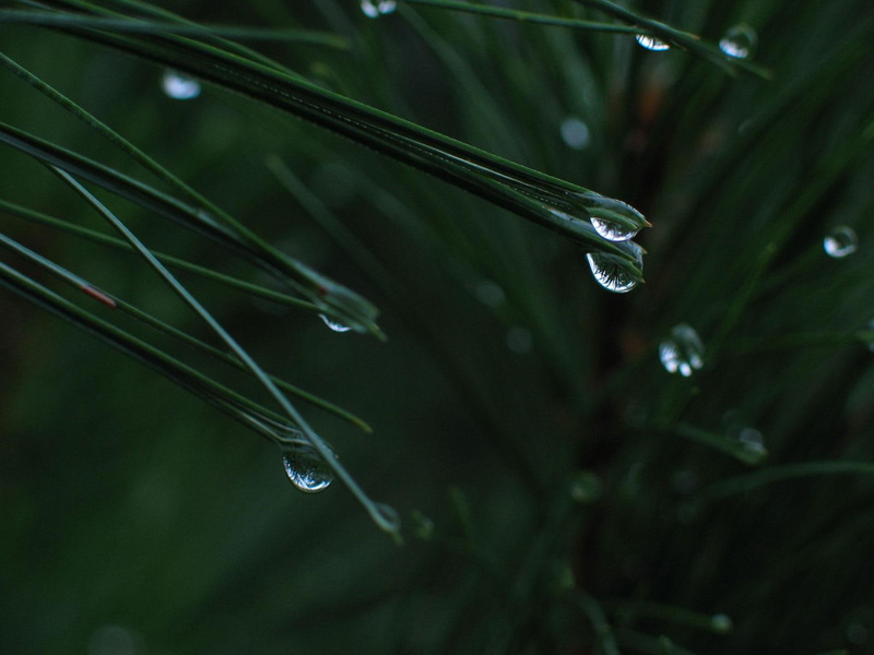 rain, green, 720P, pictures, water, nature, hd, grass, drops