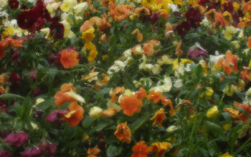 flowers, assorted, outdoors, backgrounds, plant, flower, greenery, abundance, rain, day, summer, close-up, drop, leaf, no People, beauty In Nature, flower head
