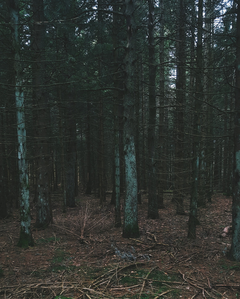 france, phone, forest, design, landscape, plant, wood - material, designer, saint-front, photography, tranquility, grunge, inspitation, vsco
