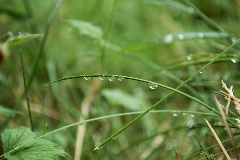 freshness, Macro, close, Wet, Drop, focus on foreground, purity, Drop Of Water, liquid, beauty in nature, selective focus, outdoors, Drip, blade of grass