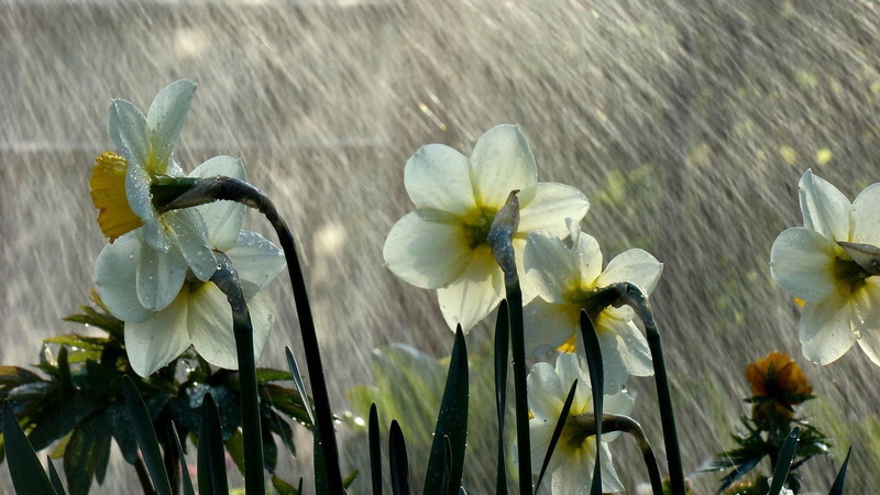 gardening, fragility, 1080P, flowering plant, vulnerability, botany, outdoors, day, no people, white color, growth, flower head, nature, close-up, focus on foreground