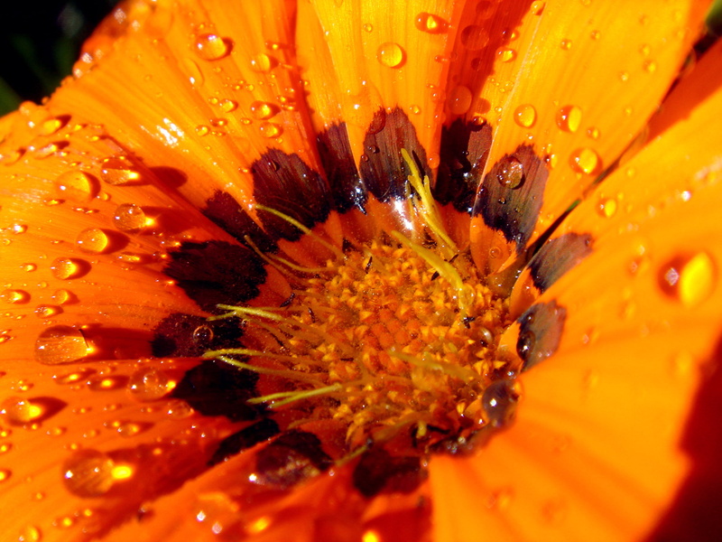 gazania, daisy, yellow, Clear, water, beauty In Nature, flower Head, summer, garden, rain, single Flower, droplet, fleurs, nature, close-up, fleur, NO LIMITS