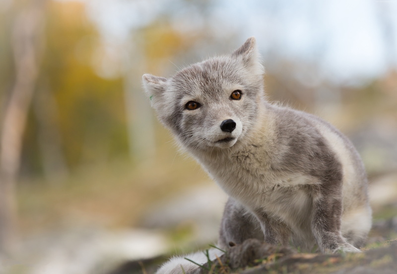 animal, 4K, Arctic fox, Northern Hemisphere