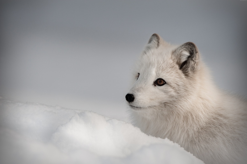animal, Arctic fox, Northern Hemisphere, 8K