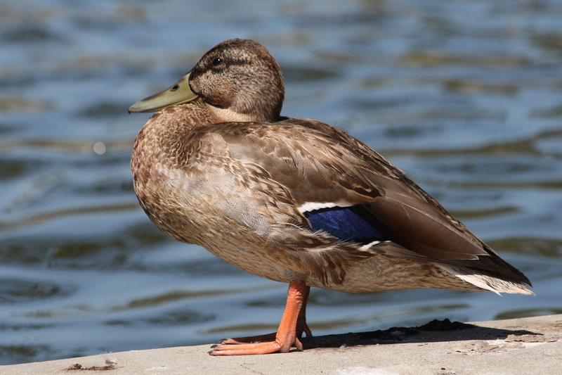 northern hemisphere, alone, vertebrate, close-up, mallards, one, birds, outdoors, animal wildlife, animal, full length, no people, 720P, perching, brown