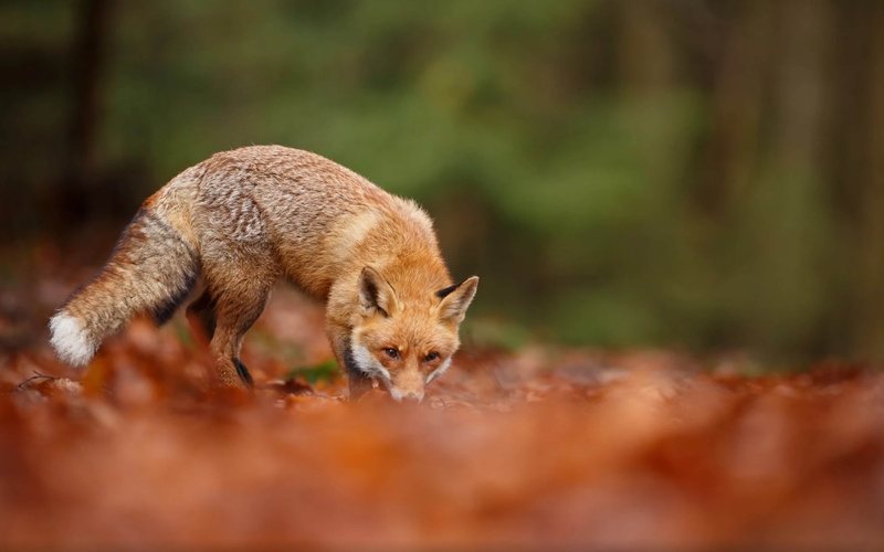 4K, one animal, fox, north, hd, vertebrate, day, northern, field, animal, circle, outdoors, whole, animal wildlife, present, vulpes, brown