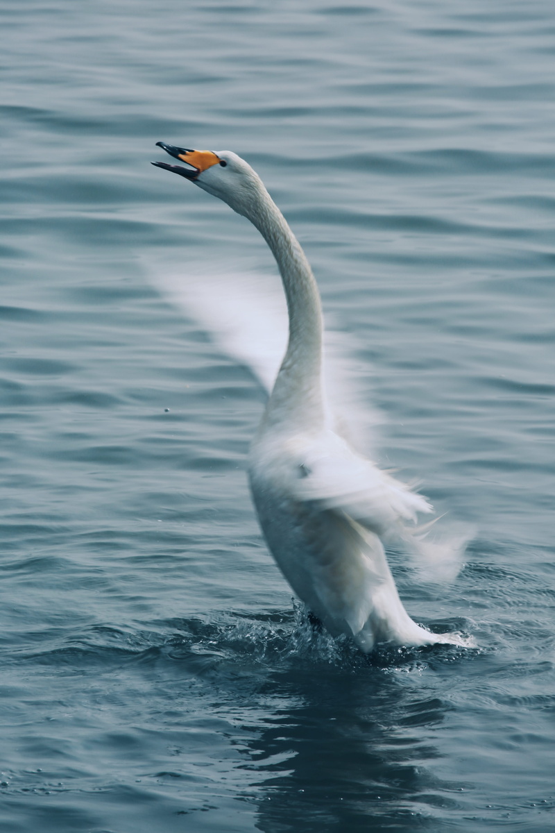 bird, animal themes, motion, outdoors, 5K, animal wildlife, animal neck, vertebrate, day, swimming, water bird, beauty in nature, cygnus, waterfront, animal