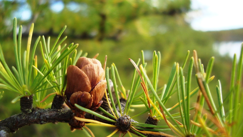 boreal forest, larch, food and drink, beauty in nature, branch, conifers, tree, cone, laricoideae, nature, land, brown, plant, 2K, leaf, healthy eating