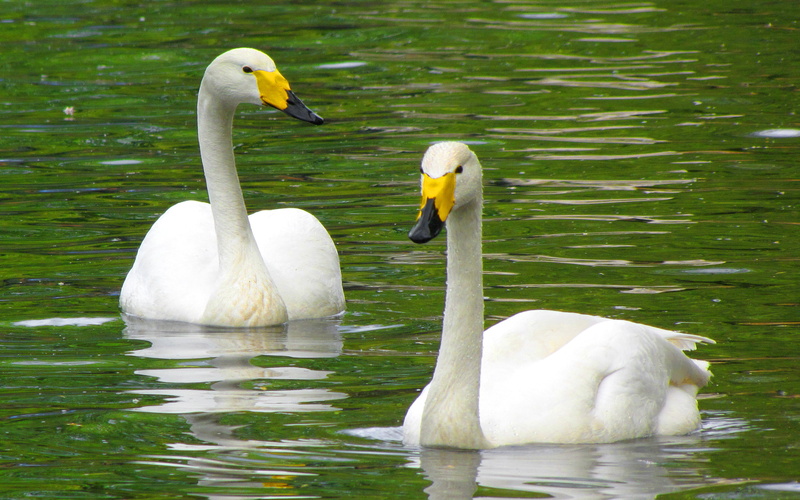 4K, lake, animal, animal neck, day, group of animals, large, pronounced, swimming, north, whooper, bird, american, mute swan, floating on water, animals in the wild