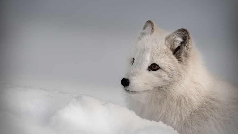 8K, Northern Hemisphere, Arctic fox, animal
