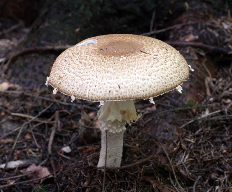 agaricus, edible mushroom, land, vegetable, large, freshness, growth, mushroom, nature, high angle view, the prince, edible, focus on foreground, cap, no people