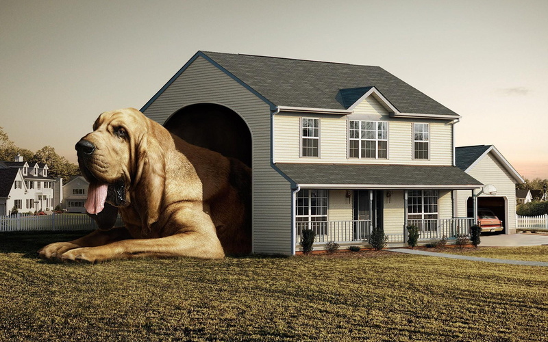 house, 1080P, funny, dog, cool, photography, animals, dog house, cute, nice, photo