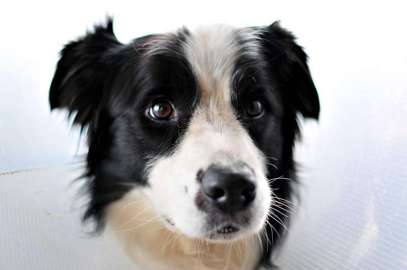 no people, domestic, close-up, inteligent, looking at camera, canine, pets, pops, indoors, focus on foreground, black color, best doggy, border collie