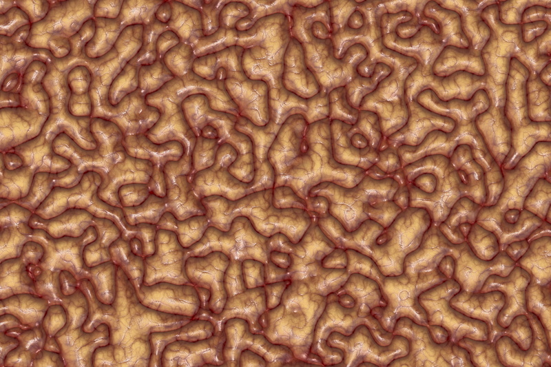 repetition, science, grey matter, abstract, cerebrum, food and drink, freshness, full frame, mass, meat, backgrounds, brain, textured, coils, biology, wellbeing