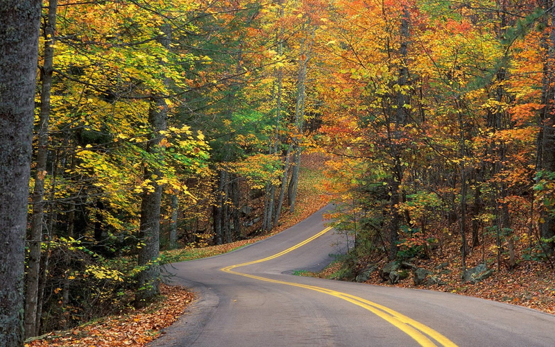 leaf, highway, street, leaf fall, no People, beauty In Nature, outdoors, uSA, journey, lines, transportation, land, double continuous, tranquility, orange Color