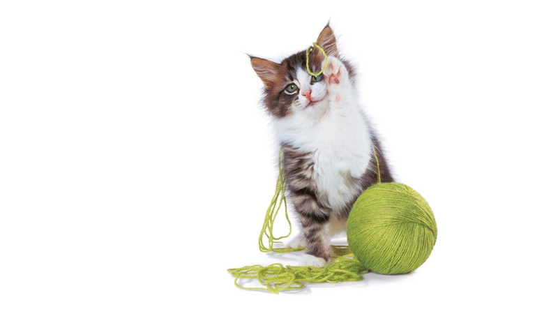 720P, kitten, hd, cat, animals, white, yarn