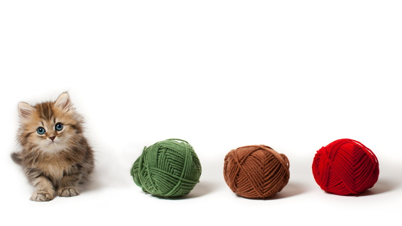 cat, 1080P, kitten, hd, animals, yarn