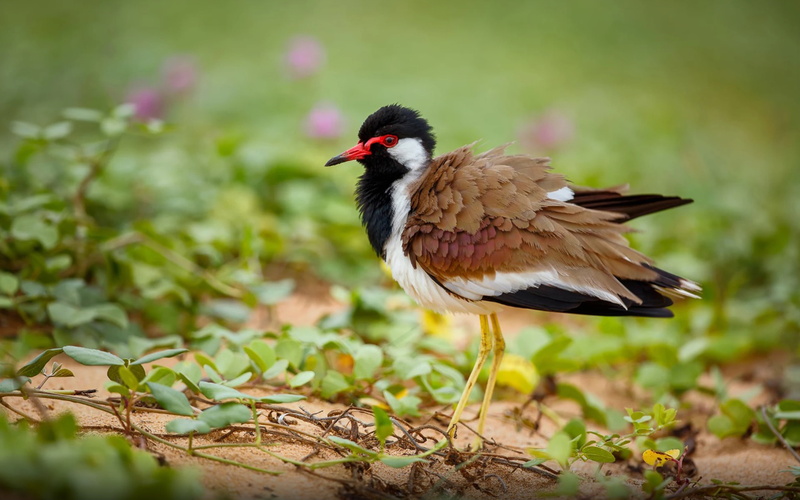 wallpapers, indicus, lanka, hd, lapwing, laptops, sr, desktop, ultra, mobile, images, bird, vanellus, 4K, red, wattled