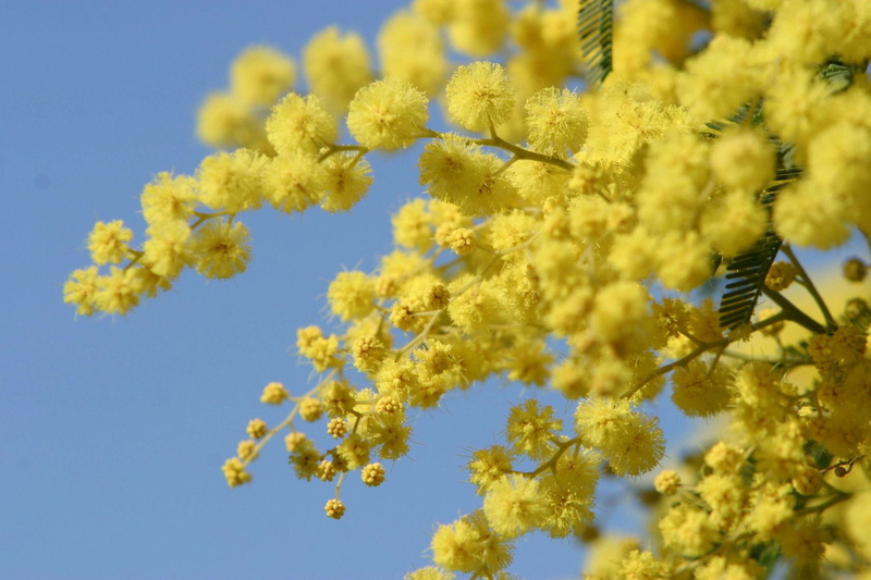 Golden Wattle, Earth, 1080P