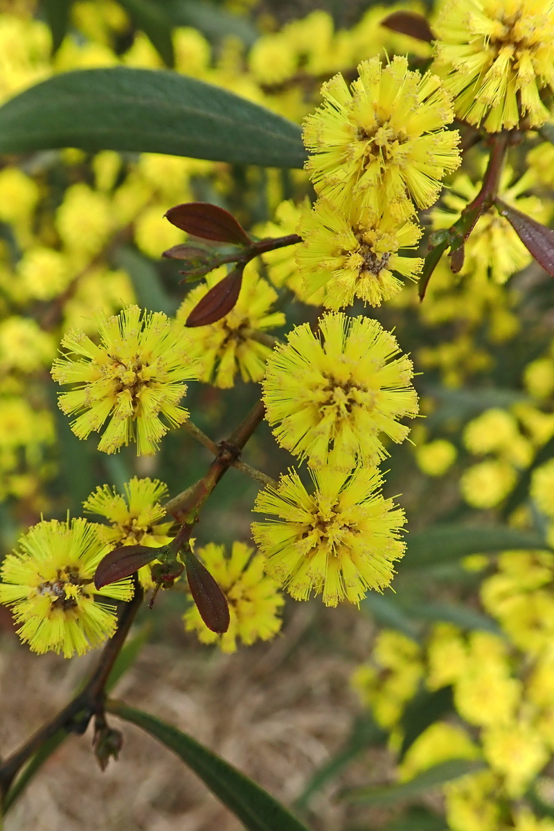 springtime, flowering plant, close-up, flower head, plant, green color, flower, no people, growth, fragility, australian native, wattle, vulnerability