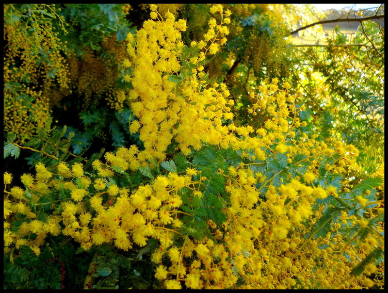 wattle, nature and landscapes, yellow, blossoms, trees, 1080P, mimosa, wattles