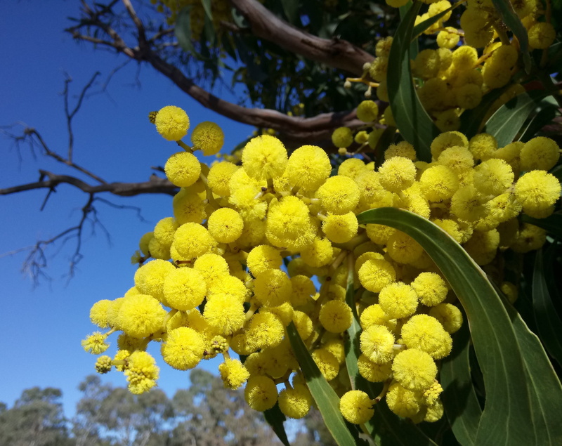low angle view, plant, wattle blossoms, flowering plant, growth, fragility, acacia, day, blue sky, blossoms, 2K, focus on foreground, close-up, vulnerability