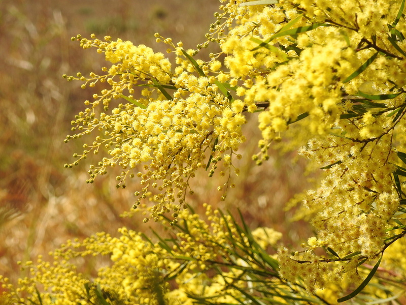 flower, australia, nature, tranquility, yellow, spring, beauty in nature, selective focus, no people, flower head, focus on foreground, wattle, lichen