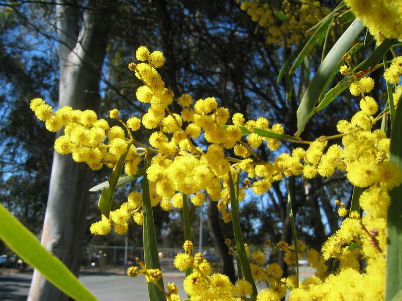 720P, nature, blossom, golden wattle, flowering plant, growth, focus on foreground, flower head, yellow, day, sunlight, springtime, beauty in nature, fragility