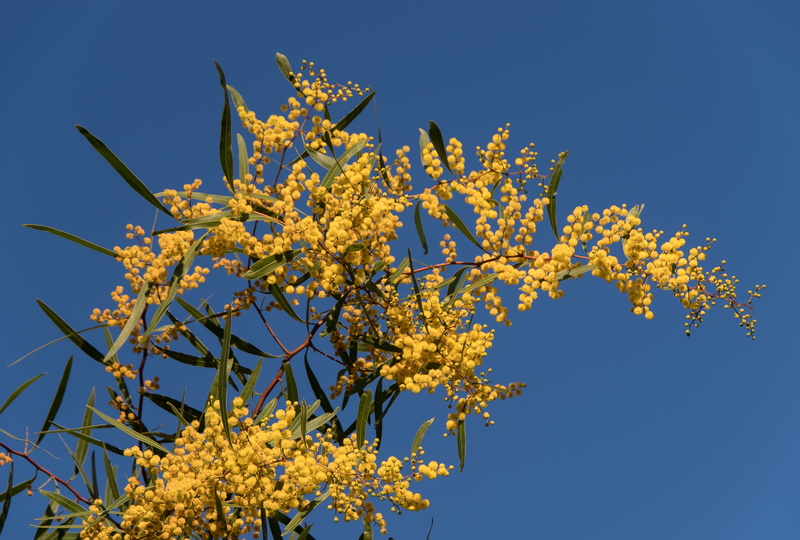 2K, autumn, branch, low angle view, australian native, many, plant, growth, fluffy, sky, fragility, wattle, no people, flowers, blue sky, outdoors, clear sky