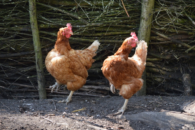 mammal, domestic, cockerel, farmyard, healthy, chicken - Bird, food, fresh, hens, bird, land, meat, outdoors, protein, feathered, brown, organic, scratch