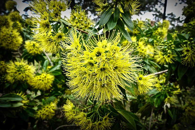 flower, 5K, beauty in nature, focus on foreground, australian, freshness, green color, close-up, plant, inflorescence, growth, outdoors, foliage, fragility