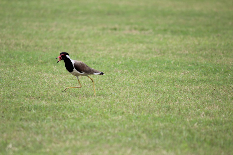 animal themes, green color, animal, animals in the wild, nature, outdoors, animal wildlife, no people, field, vertebrate, side view, 5K, chordata, animalia