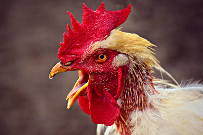 close-up, animal eye, focus on foreground, eye, domestic, male animal, no people, animal body part, cockscomb, animal, domestic animals, wattle, pets, livestock