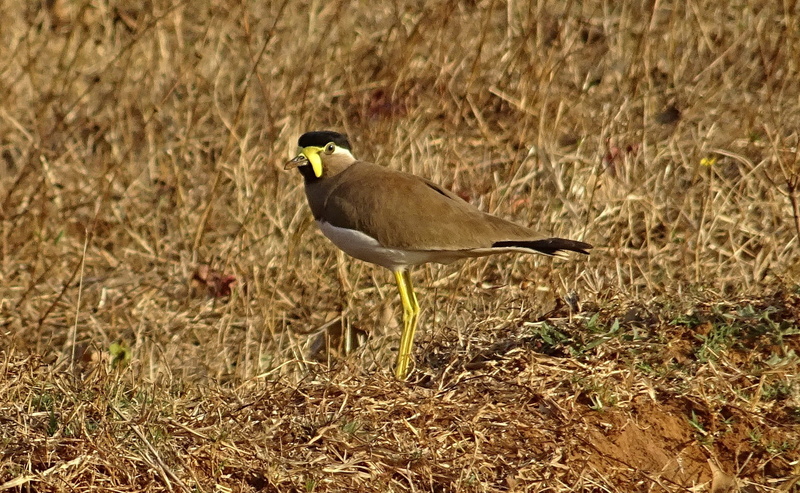 outdoors, wildlife, no people, land, vertebrate, vanellus malabaricus, animal, avian, plant, bhimgadh, sunlight, grass, selective focus, side view, animal wildlife