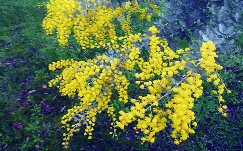 720P, golden wattle