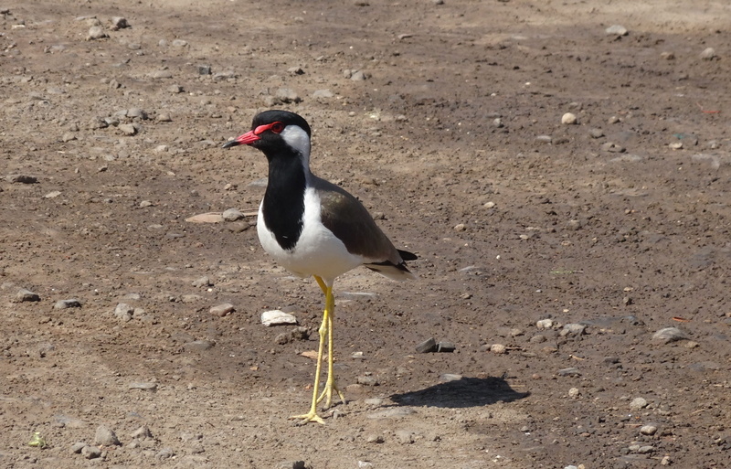 animal themes, one animal, side view, avian, perching, nature, 2K, plover, outdoors, no people, fauna, lapwing, beach, animals in the wild, india, field