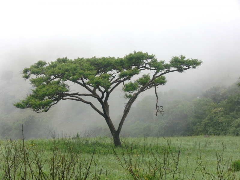 scenics - nature, on the air, whistling thorn, tree, beauty in nature, 1080P, green tree, field, foliage, growth, wattle, branches, non-urban scene, thorntree