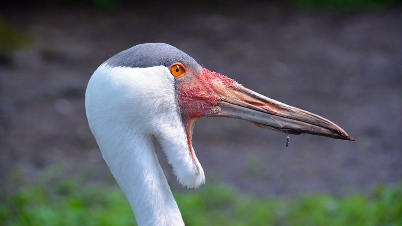close-up, animal wildlife, vertebrate, day, outdoors, one animal, Bird, profile view, animal world, crane, animal eye, beak, wildlife, ibis, freshwater bird