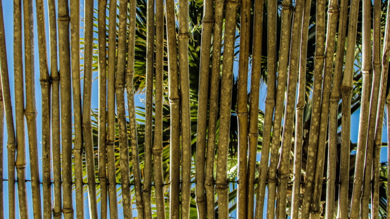 full frame, plant, stubble, no people, day, growth, land, tree, beauty in nature, 4K, outdoors, kiosk, hotel, forest, nature, ceiling, green color, pattern