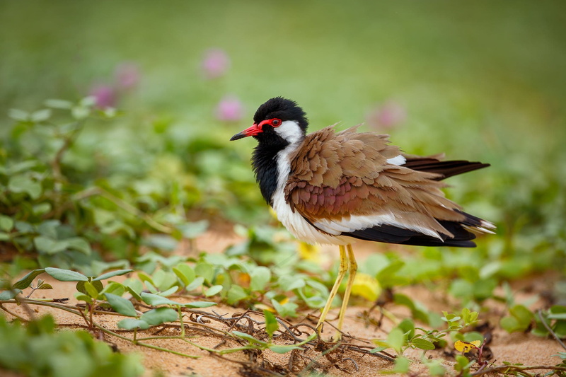 Birds, Bird, Animal, Red-wattled lapwing, 1080P
