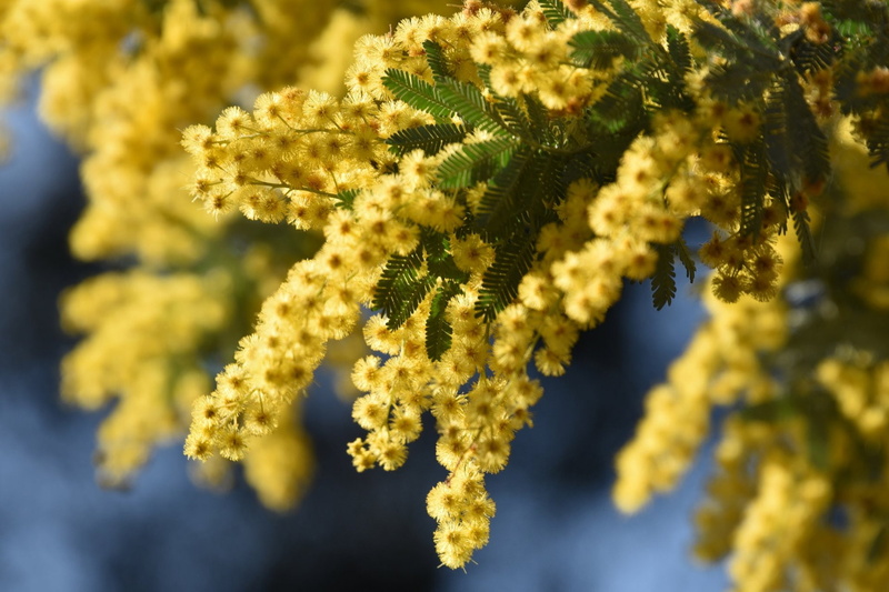 Earth, Close-Up, Yellow Flower, Golden Wattle, Flower, 1080P, Macro, Mimosa