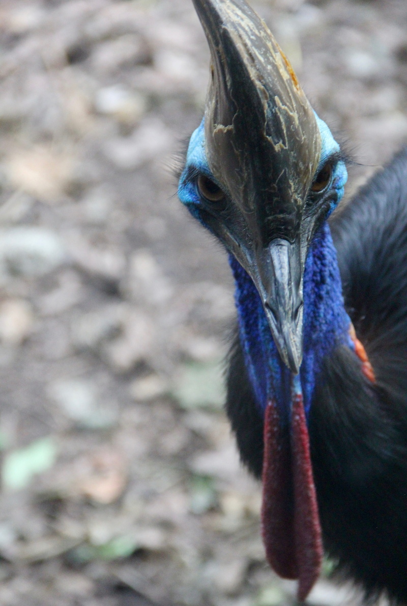 stare down, animal themes, feather, animals in the wild, selective focus, beak, day, 5K, looking, one animal, animal body part, outdoors, wattle, animal head