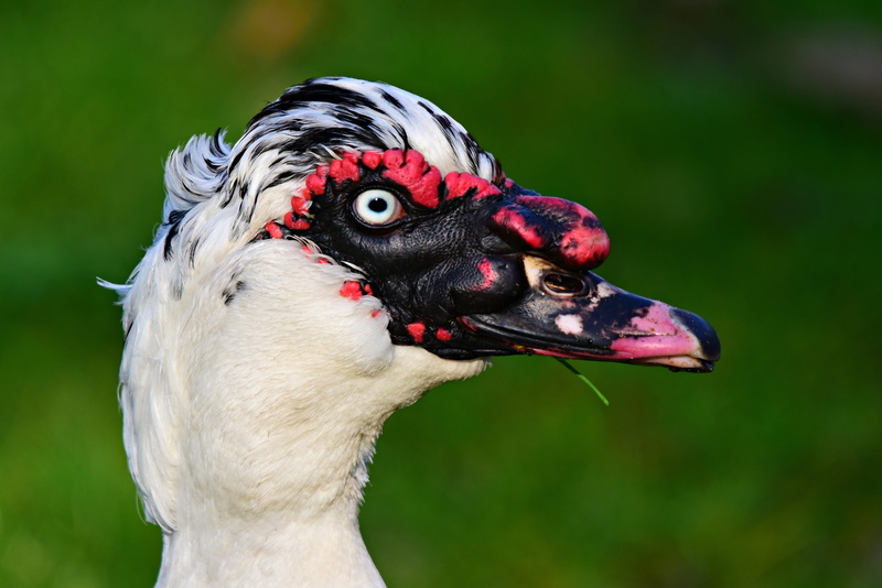 mammal, head, focus on foreground, bird, wattle, one animal, water bird, beak, mouth open, animal body part, animal themes, animal head, land, day, field