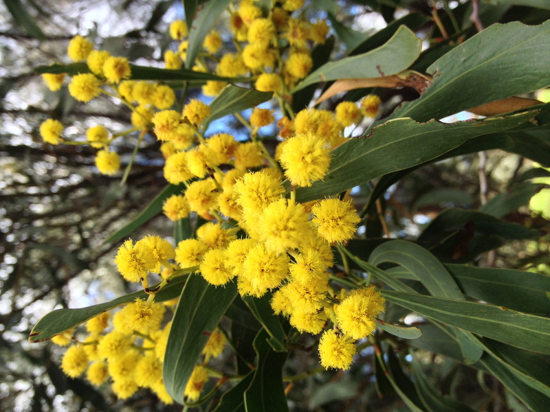 nature, blossoms, growth, wattle, no people, vulnerability, day, close-up, acacia, inflorescence, australia, outdoors, yellow, flower head, parkville, fragility