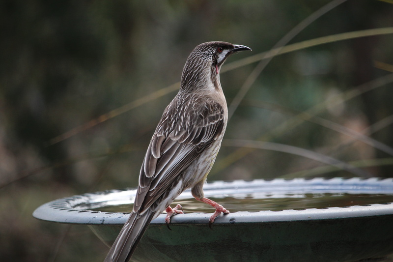 bird, animal, australia, vertebrate, mouth open, side view, plant, branch, birdbath, close-up, outdoors, anthochaera carunculata, nature, 5K, animal themes