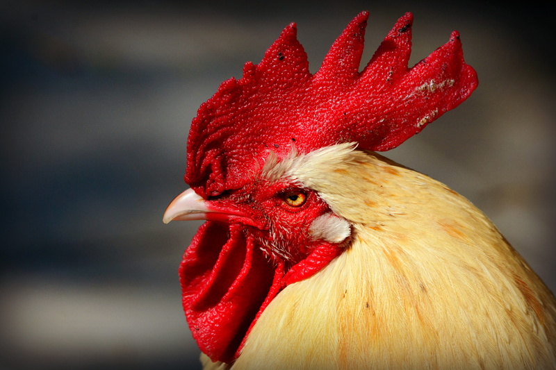 focus on foreground, animal head, red, rural, mammal, fowl, chicken - bird, domestic, chicken, animals crest, cock, 4K, no people, animal themes, animal